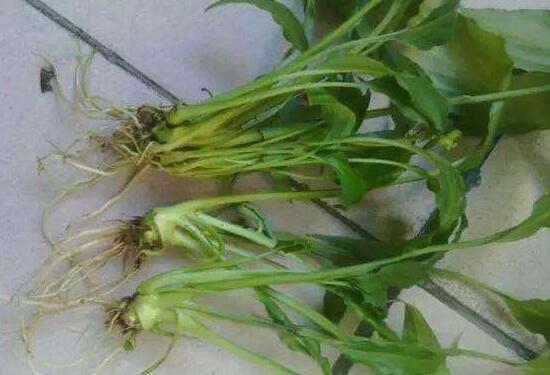 一帆風(fēng)順為什么會爛根，一帆風(fēng)順爛根了怎么辦