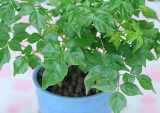 幸福樹的養(yǎng)殖方法，老農(nóng)教你八大基本養(yǎng)殖方法