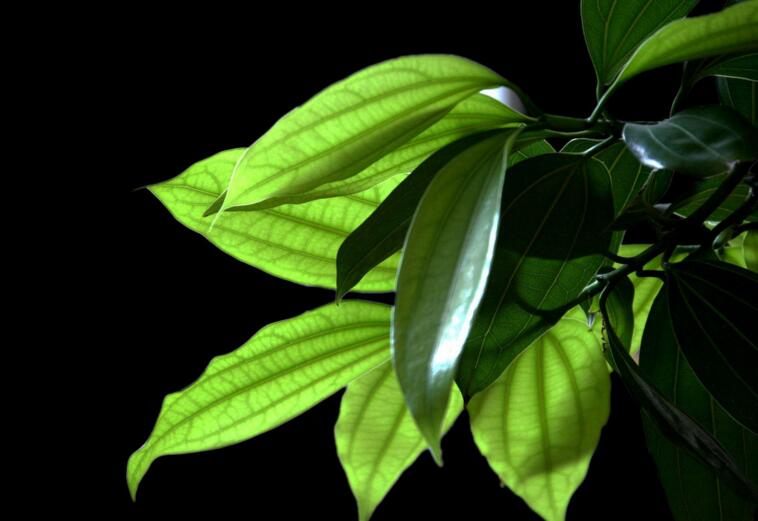 平安樹葉子發(fā)黑的原因，病蟲害等三種原因造成