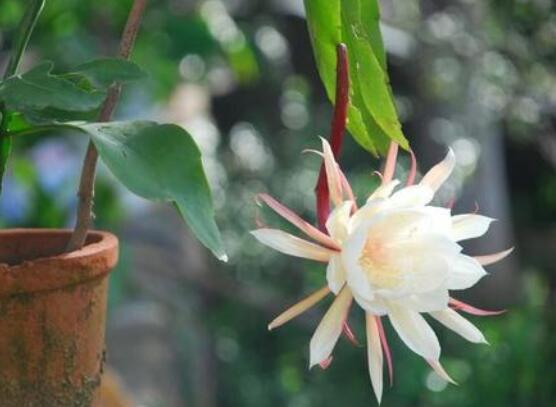 曇花多長時(shí)間澆水，只需要保證盆土微濕潤環(huán)境即可