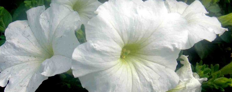 牽?；ㄕ{(diào)謝后怎么處理