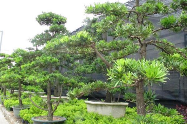 羅漢松的果實能吃嗎，果實只能吃一部分