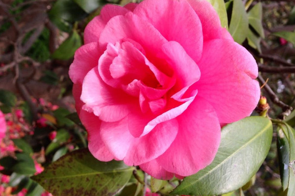 茶花什么時(shí)候修剪