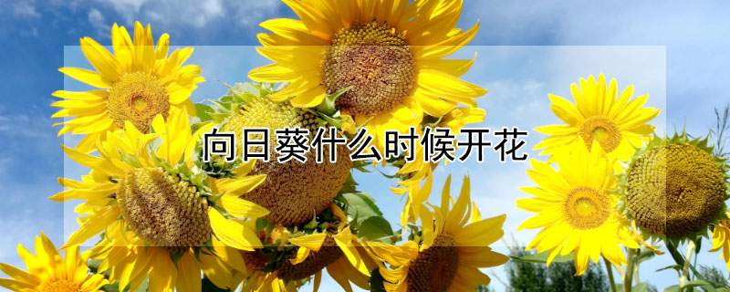 向日葵什么時(shí)候開花