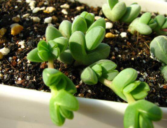 碧玉蓮葉子發(fā)黃變軟怎么辦，教你四種原因以及解決辦法