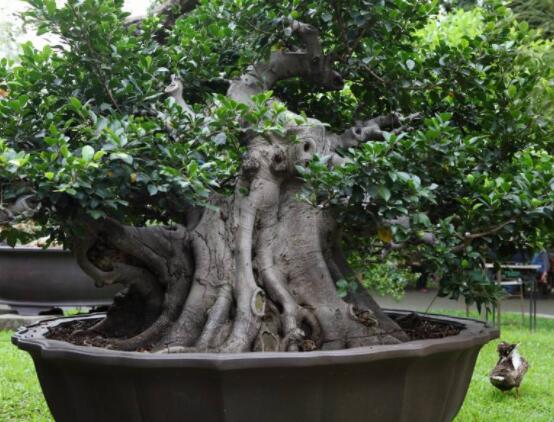 榕樹寓意到底是好是壞，象征著長壽、吉祥(吉兆)