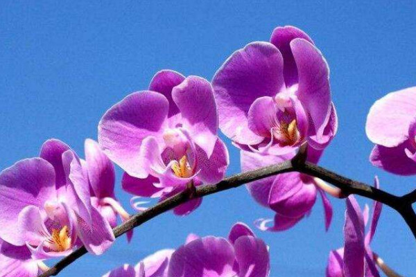 多株蝴蝶蘭能養(yǎng)在一個花盆里嗎