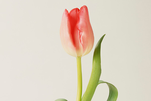 郁金香夏天怎么養(yǎng)