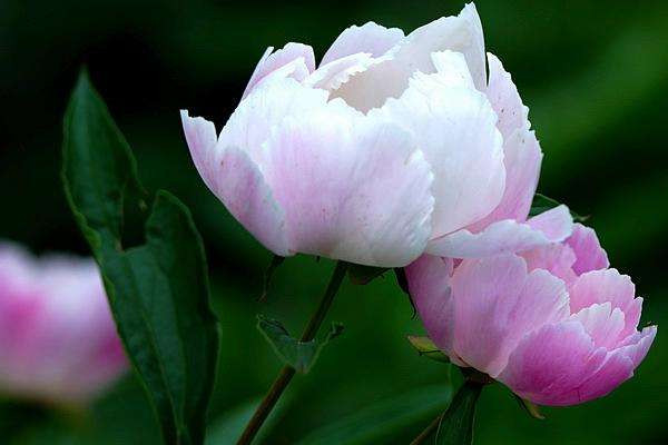 芍藥花可以種庭院?jiǎn)? src="/nongye/d/file/20201223/4elk3ba3qmk.jpg" / data-ula2="zYoTSa"></p>
<p data-Fsbw="NODb4u">
	芍藥花可以種植在庭院中。芍藥花適合生長(zhǎng)在光照充足的環(huán)境中，庭院中的光照可以幫助植株更好的生長(zhǎng)，最好可以將芍藥花種植在向陽(yáng)的位置，使芍藥花接受更多的光照。同時(shí)在夏季需要為芍藥適當(dāng)遮蔭，以免導(dǎo)致植株生長(zhǎng)不良。</p>
<p data-egMC="e6Byze">
	<strong data-NM7e="iIvHZ0">2、補(bǔ)充水分</strong></p>
<p data-wt5D="xYpVhu">
	<img alt=