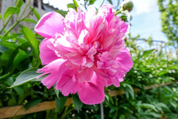 牡丹什么時(shí)候開花季節(jié)