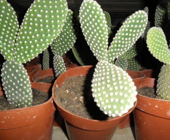 仙人掌怎么澆水和施肥，教你三個步驟便可生長枝葉翠綠