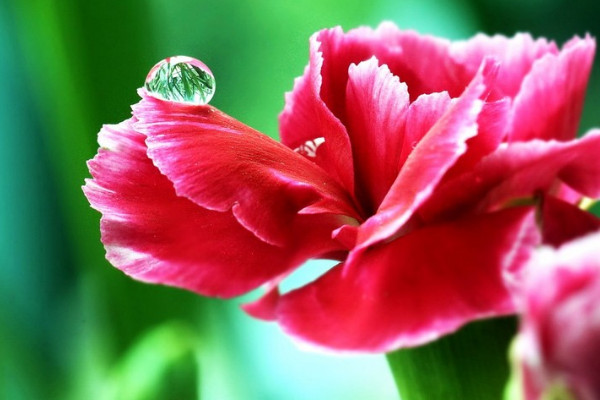 康乃馨鮮花如何養(yǎng)護(hù)