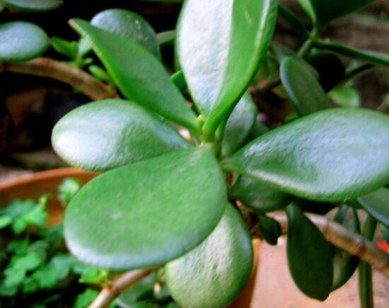 燕子掌的養(yǎng)殖方法和注意事項，老農(nóng)總結(jié)最實用八大養(yǎng)殖技巧