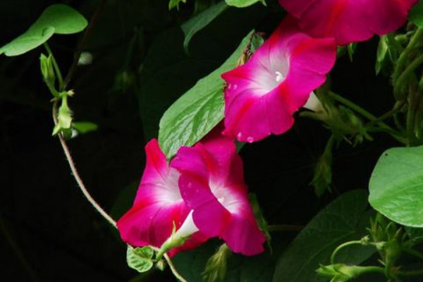 牽?；槭裁粗形绮荒軡菜? src="/nongye/d/file/20201223/e3dsflonkz3.jpg" / data-mR4N="FAjWlW"></p>
<p data-zkNi="LI7sbY">
	不能在中午的時(shí)候給牽?；菜?，是因?yàn)橹形绲臏囟缺容^高，此時(shí)土壤的溫度也很高，如果澆水的話，土壤就會(huì)過(guò)于濕熱，這樣容易導(dǎo)致它的根系被灼傷，所以我們一般最好在早晚的時(shí)候?yàn)槠錆菜?/p>
<p data-k1pE="hVHIec">
	<strong data-4GTR="dO7vgt">2、澆水方法</strong></p>
<p data-sK7N="ugZFNK">
	<img alt=