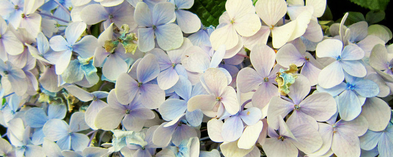 繡球花水養(yǎng)注意事項(xiàng)