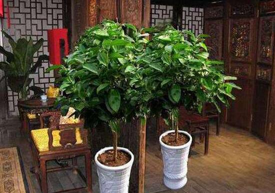 平安樹(shù)怎么養(yǎng)才茂盛，平安樹(shù)的養(yǎng)殖方法