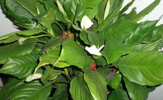 萬年青種類有哪些，八種萬年青種類概述