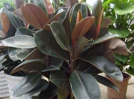 橡皮樹(shù)一盆栽幾棵最好，三棵為森八棵為發(fā)（推薦1/3/8/9）