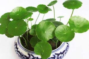 銅錢草有毒嗎，銅錢草可以放在臥室嗎