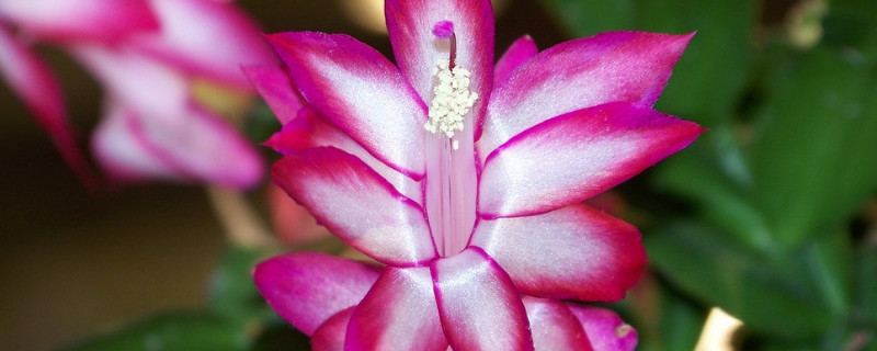 蟹爪蘭冬季的養(yǎng)殖方法和注意事項