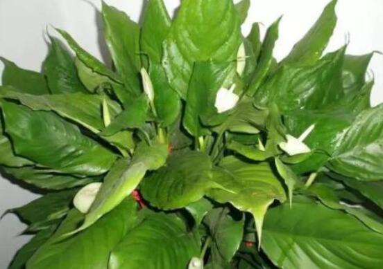 萬(wàn)年青開花代表什么，富貴吉祥,健康長(zhǎng)壽