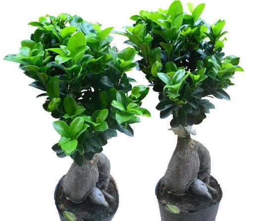 榕樹怎么養(yǎng)，榕樹養(yǎng)殖方法和注意事項