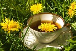 長(zhǎng)期喝干蒲公英水好嗎，長(zhǎng)期飲用會(huì)導(dǎo)致腹痛、腹瀉