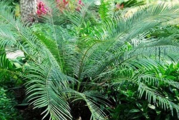 蘇鐵葉子發(fā)黃的原因以及解決方法，多是以下五種原因