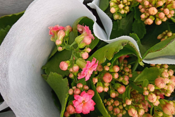 長壽花秋季能移盆嗎