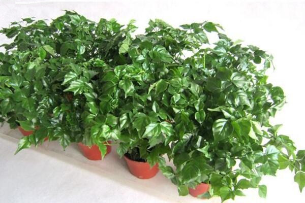 小幸福樹室內(nèi)養(yǎng)殖方法，必須要掌握的5大要點(diǎn)