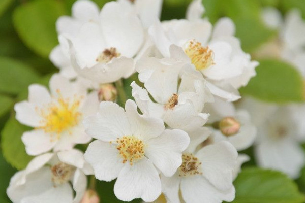 薔薇花花語(yǔ)