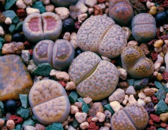 夏天生石花怎么養(yǎng)，做好五個(gè)要點(diǎn)可安然度夏