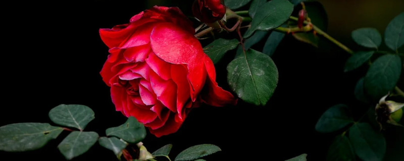 月季剪下來(lái)直接插嗎