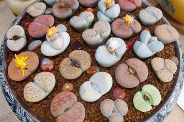 石生花開(kāi)花