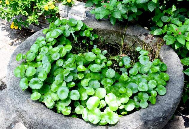 銅錢草怎么吃，這樣做不光好吃還能治病