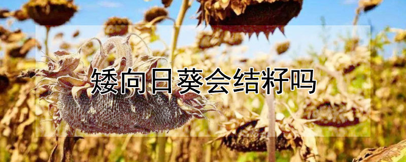 矮向日葵會(huì)結(jié)籽嗎