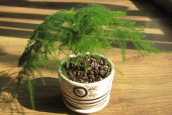 文竹黃葉怎么辦，找到黃葉原因及時(shí)進(jìn)行處理