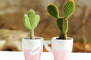 仙人掌防輻射嗎，原來流言都是騙人的