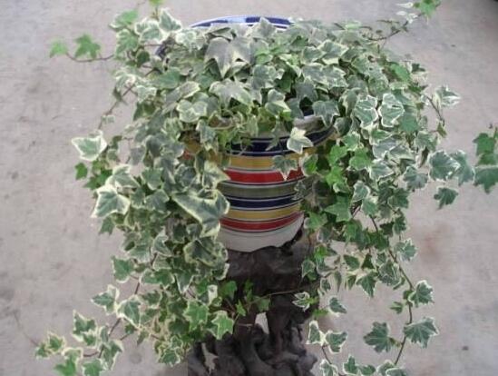 常春藤葉子發(fā)黃的原因有三，讓它重新恢復生機