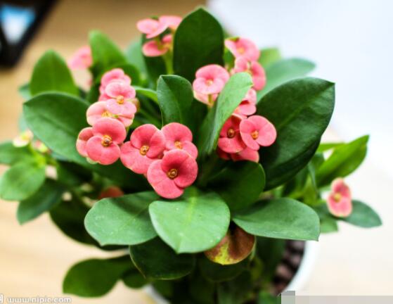 虎刺梅黃葉怎么辦，多半是施肥和修剪不當引起的