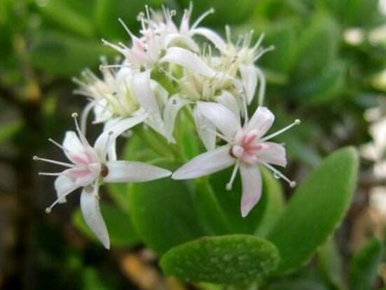 玉樹花幾年開花，掌握五大要點(diǎn)可年年開花