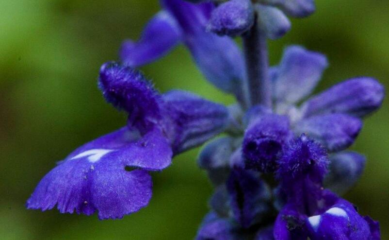 藍(lán)色薰衣草花語，一對戀人之間的心心相印