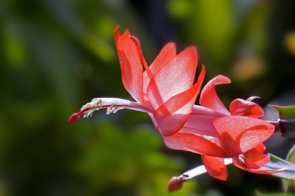 葉仙嫁接蟹爪蘭的養(yǎng)殖方法和注意事項