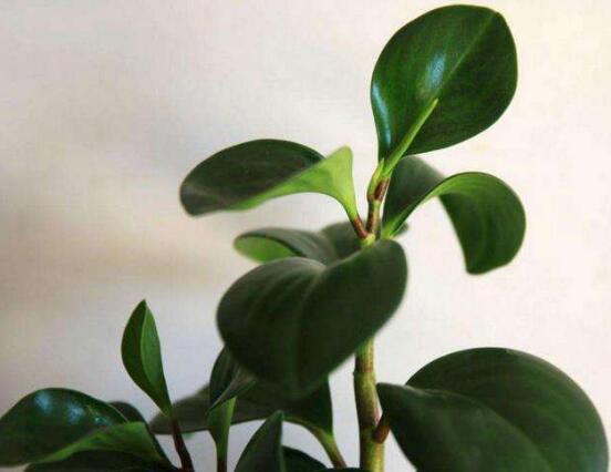 碧玉花怎么修剪，五個(gè)基本步驟修剪更加美觀