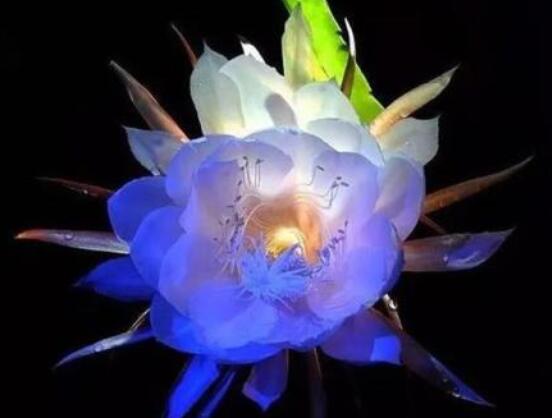 曇花怎么澆水，不同季節(jié)不同澆水量(見干見濕)