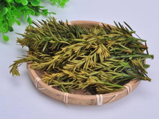 紅豆杉泡水喝的功效，防癌抗癌、增強免疫力、消炎抑菌