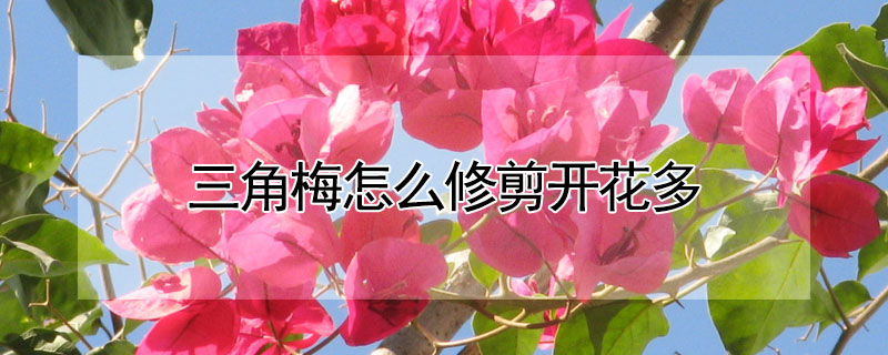 三角梅怎么修剪開花多