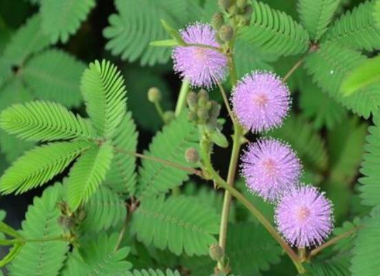 含羞草能在家里養(yǎng)嗎，不適合/頭發(fā)、眉毛嚴(yán)重脫落