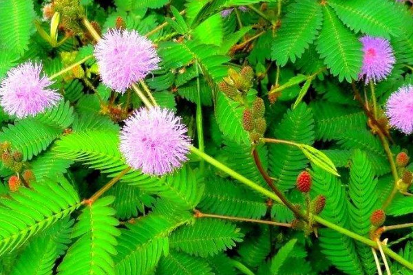 含羞草在什么季節(jié)開放