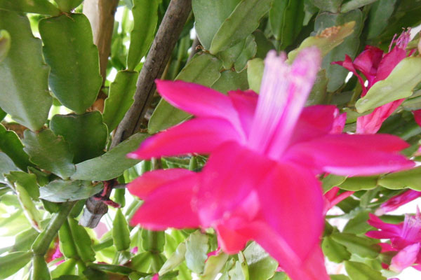 蟹爪蘭冬天的養(yǎng)殖方法和注意事項